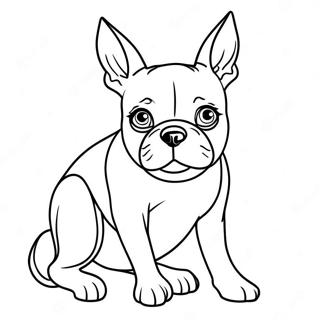 Halaman Mewarnai Boston Terrier 105637-43188