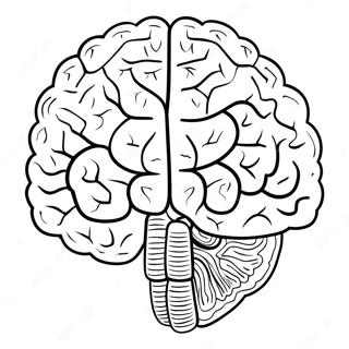 Halaman Mewarnai Anatomi Otak Yang Realistis 69123-15142