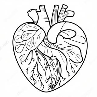 Halaman Mewarnai Diagram Anatomi Jantung Berwarna 76807 19593