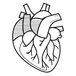 Halaman Mewarnai Diagram Anatomi Jantung Berwarna 76807 19595
