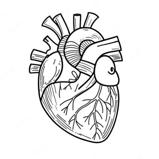 Halaman Mewarnai Anatomi Jantung Realistis 76808 19599