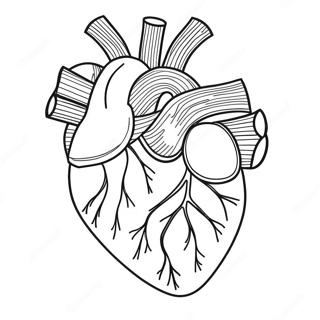 Halaman Mewarnai Anatomi Jantung Realistis 76808 19600